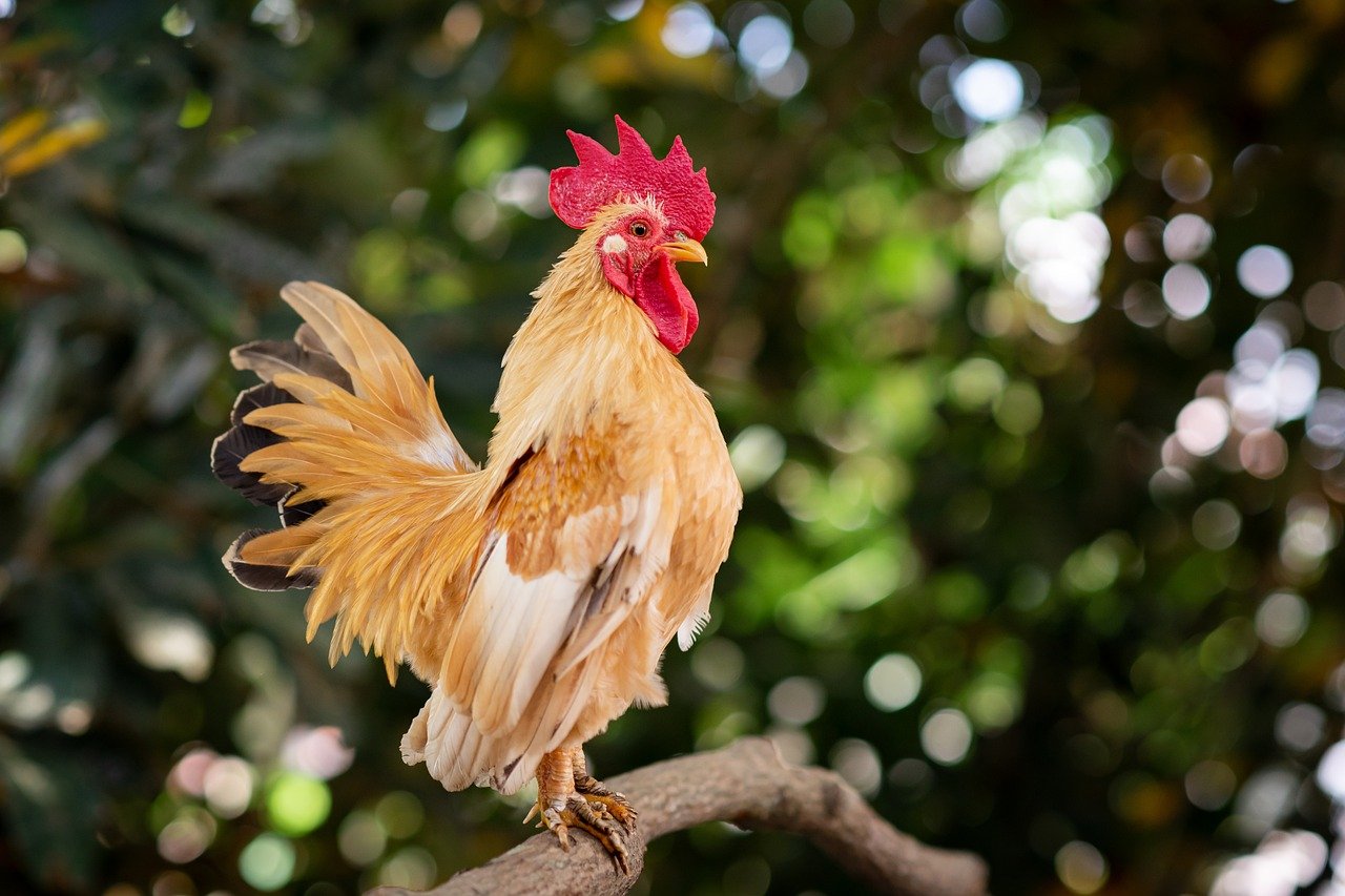Farmed Animals